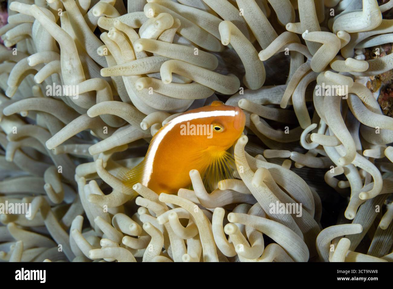 Orangenanemonfische Amphiprion sandaracinos, Raja Ampat Indonesia Stockfoto
