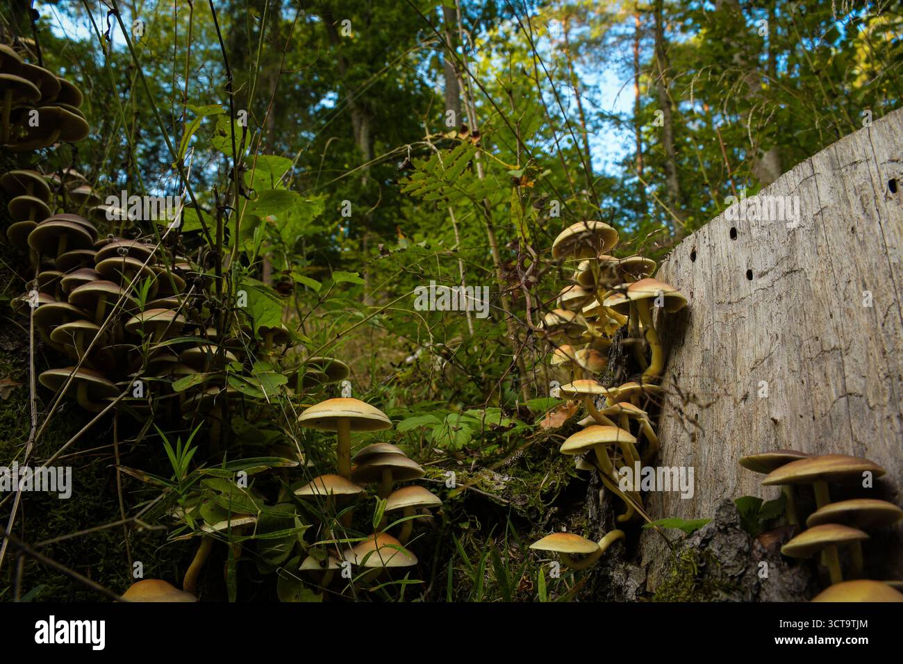 Eine Gruppe wilder Pilze wächst auf einem verfallenen Baumstumpf in einem üppig grünen Wald. Natürliche Waldszene mit Pilzökologie und Waldboden textu Stockfoto