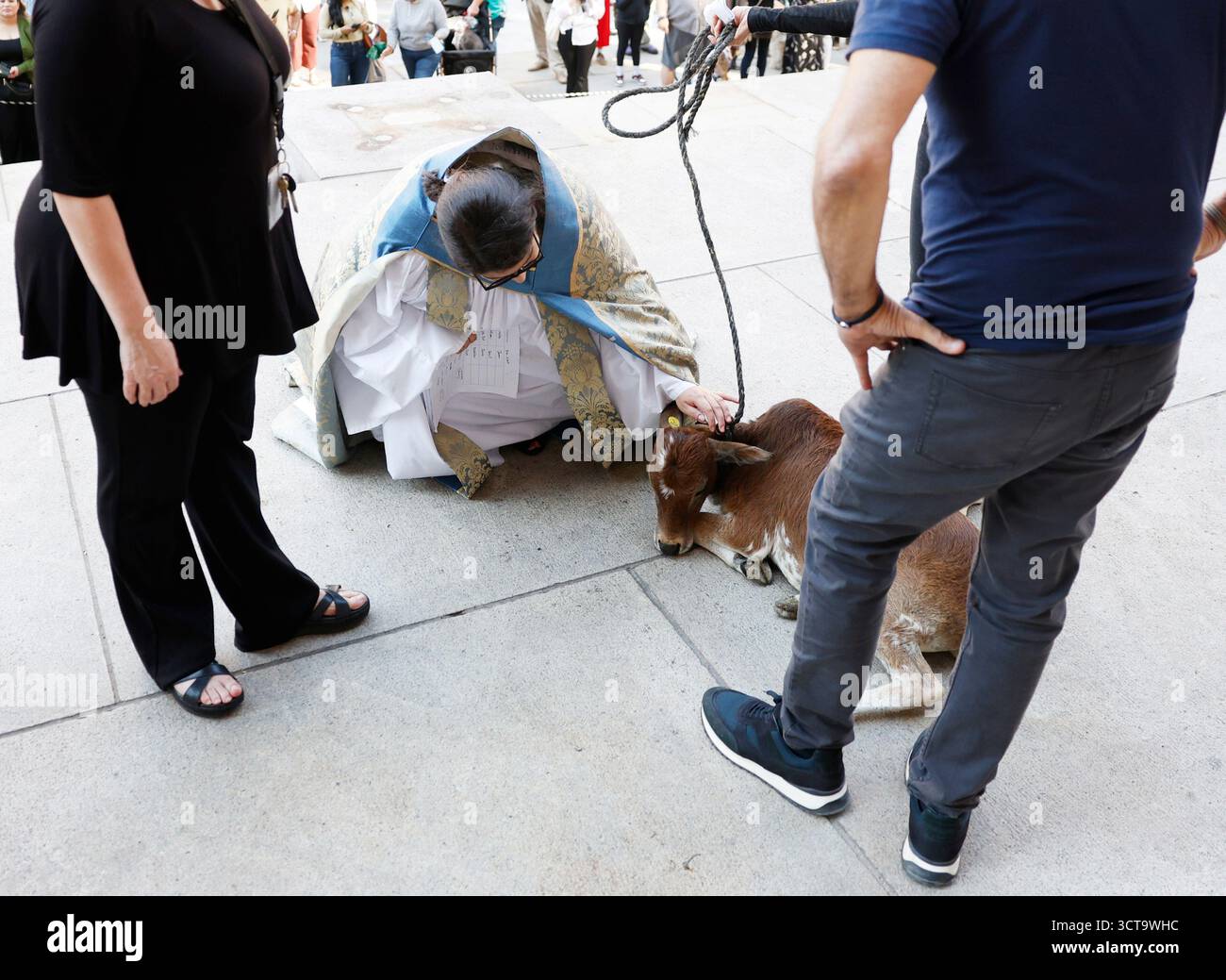New York, Usa. Oktober 2025. Ein Kalb wird von einem Klerus begrüßt, wenn es an einer Prozession von Tieren bei einer Feier zum fest des hl. Franziskus mit der jährlichen Segnung der Tiere in der Cathedral Church of Saint John the Divine in New York City am Sonntag, den 5. Oktober 2025, teilnimmt. Franz von Assisi war der schutzheilige der Tiere. Foto: John Angelillo/UPI Credit: UPI/Alamy Live News Stockfoto