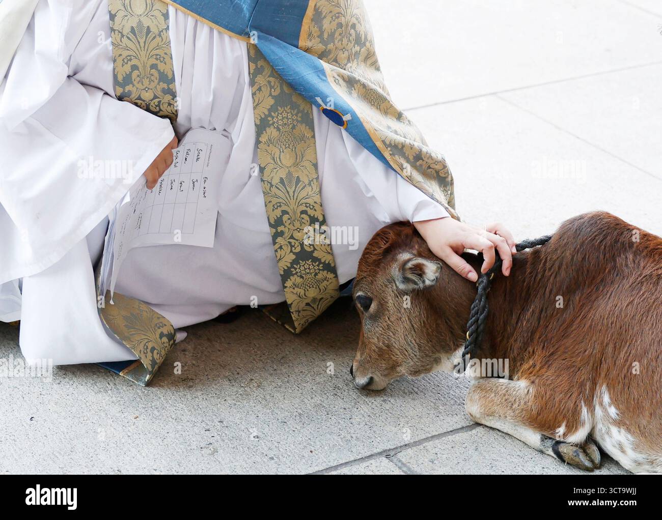 New York, Usa. Oktober 2025. Ein Kalb wird von einem Klerus begrüßt, wenn es an einer Prozession von Tieren bei einer Feier zum fest des hl. Franziskus mit der jährlichen Segnung der Tiere in der Cathedral Church of Saint John the Divine in New York City am Sonntag, den 5. Oktober 2025, teilnimmt. Franz von Assisi war der schutzheilige der Tiere. Foto: John Angelillo/UPI Credit: UPI/Alamy Live News Stockfoto