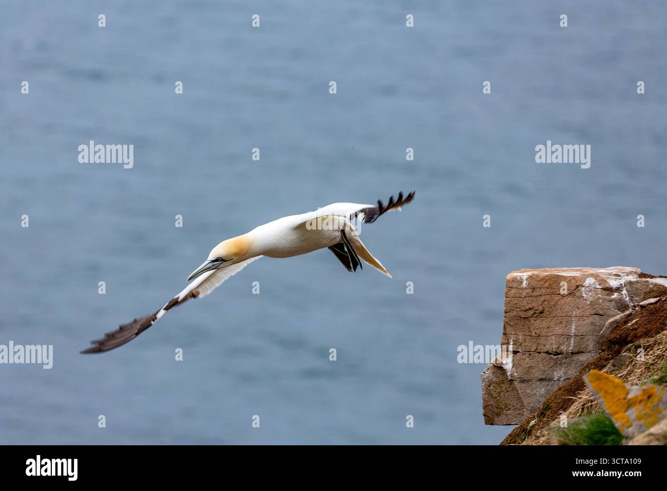 Ein Nördliches Gannet fliegt von einer felsigen Klippe über den Ozean. Stockfoto