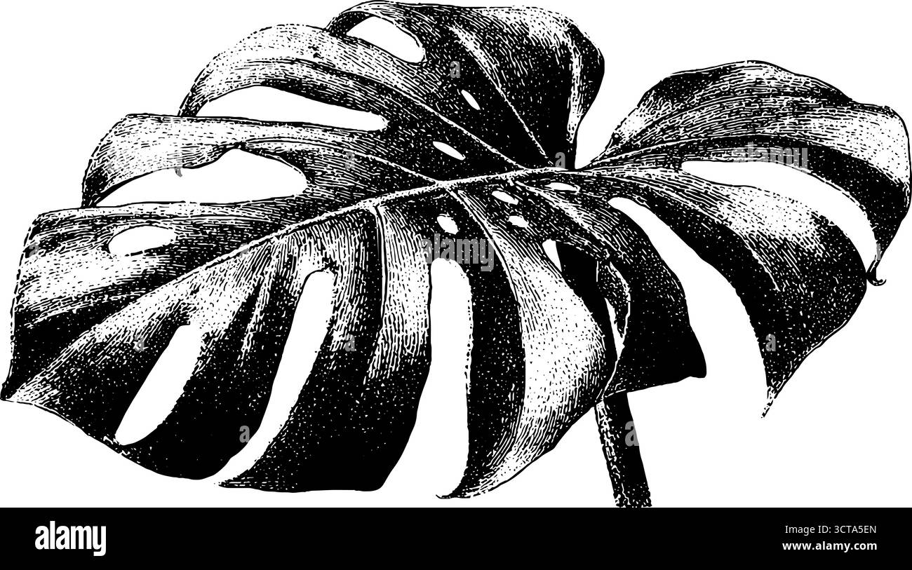 Detailliertes Monstera-Blatt-Dotwork-Design für botanische Kunst. Stock Vektor