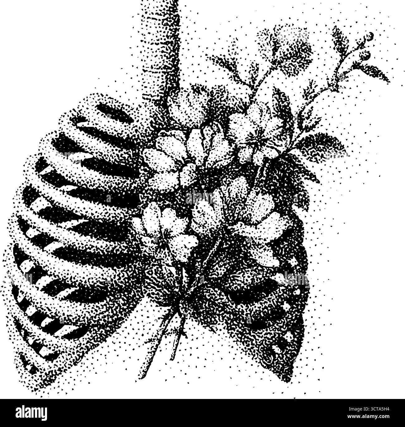 Komplizierte Dotwork-Stippkunst des Brustkorbs mit floralen Elementen. Stock Vektor