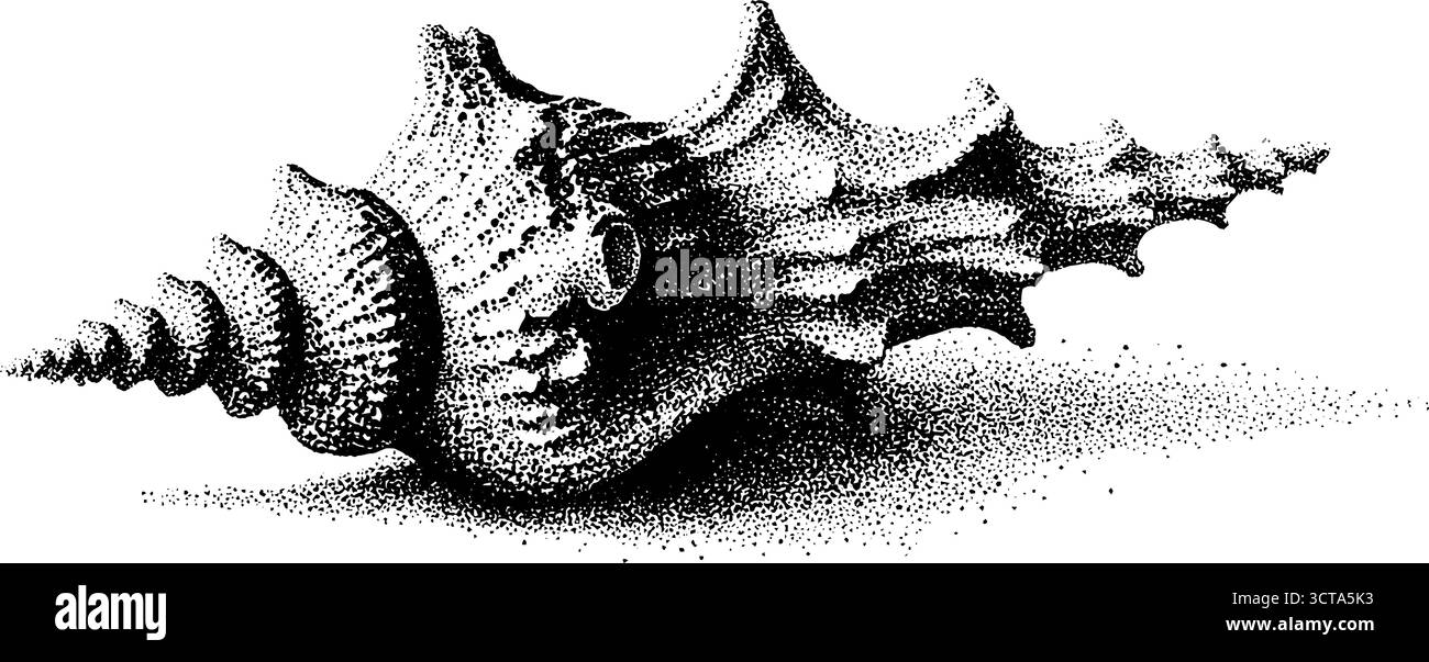 Komplizierte Dotwork Stipple Illustration der Muschel mit nautischem Thema für Designprojekte. Stock Vektor