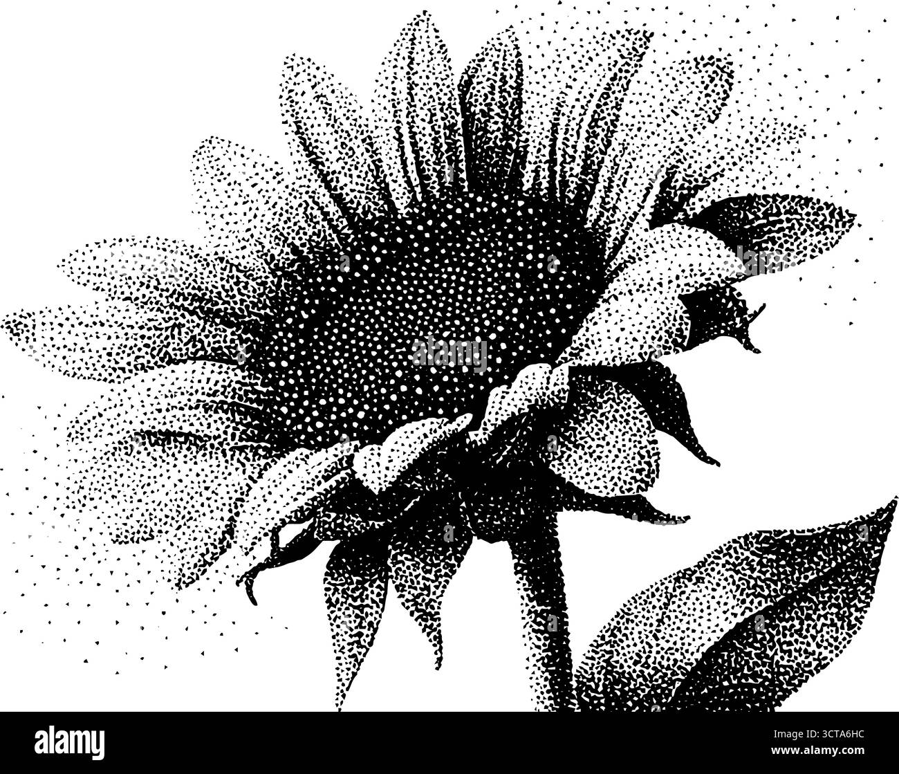 Komplizierte Stipple Dotwork Sonnenblumenillustration für Kunst- und Designprojekte. Stock Vektor