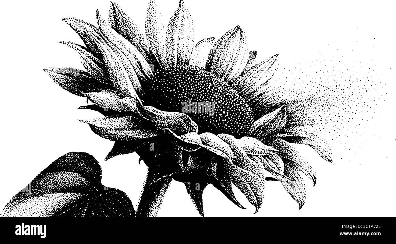 Komplizierte Stippelillustration von Sonnenblume im Dotwork-Stil für künstlerisches Design. Stock Vektor
