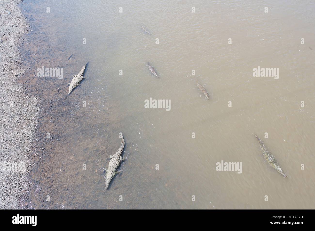 Amerikanische Krokodile (Crocodylus acutus) Baden, Tarcoles Fluss, Jaco, Costa Rica Stockfoto