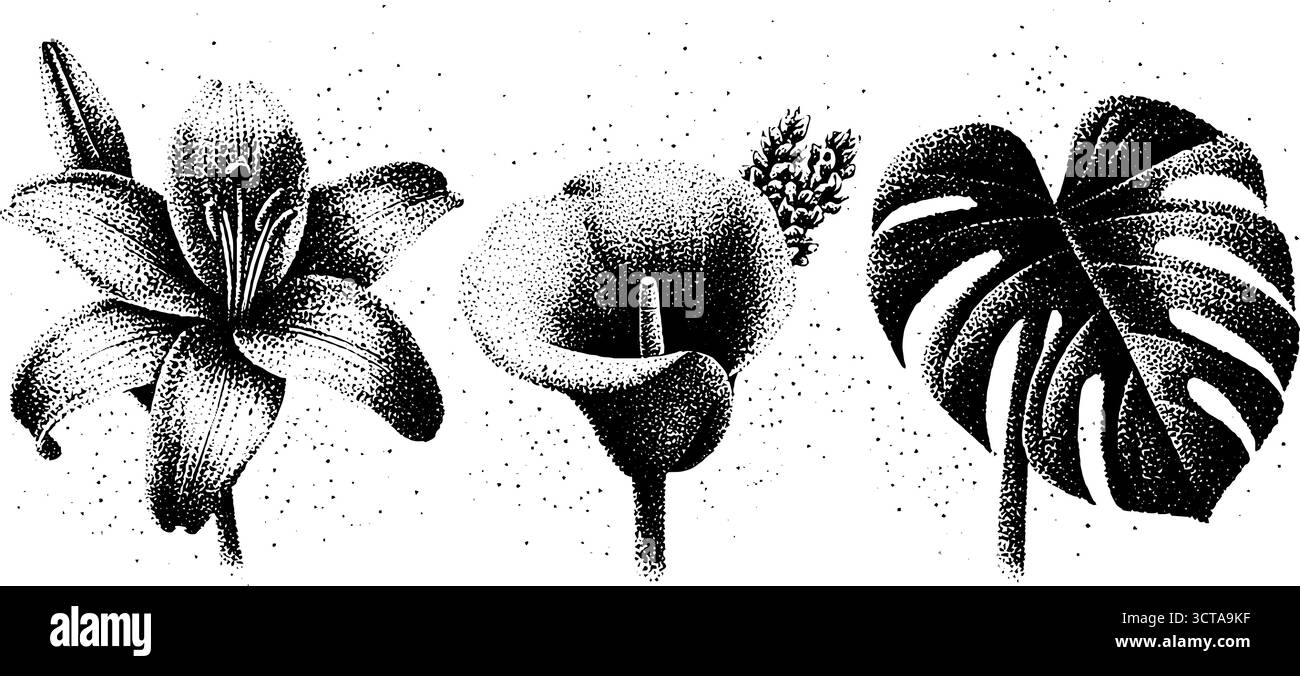 Komplexe botanische Illustration mit verschiedenen Pflanzen für künstlerisches Design. Stock Vektor