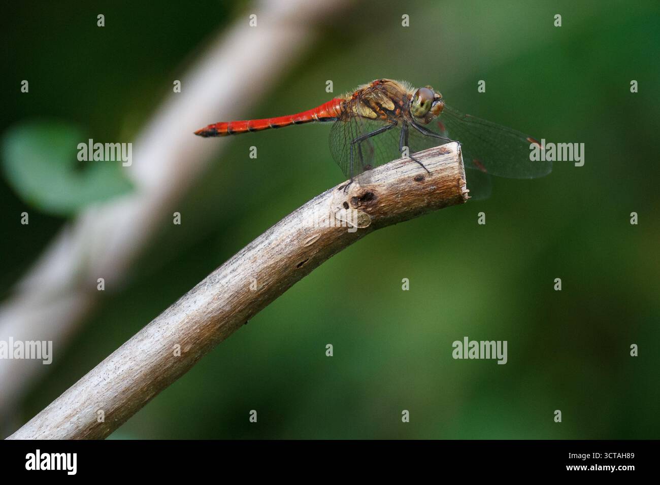 Eine herbstliche Darter-Libelle (Sympetrum frequens) in einem Park in Kanagawa, Japan. Stockfoto
