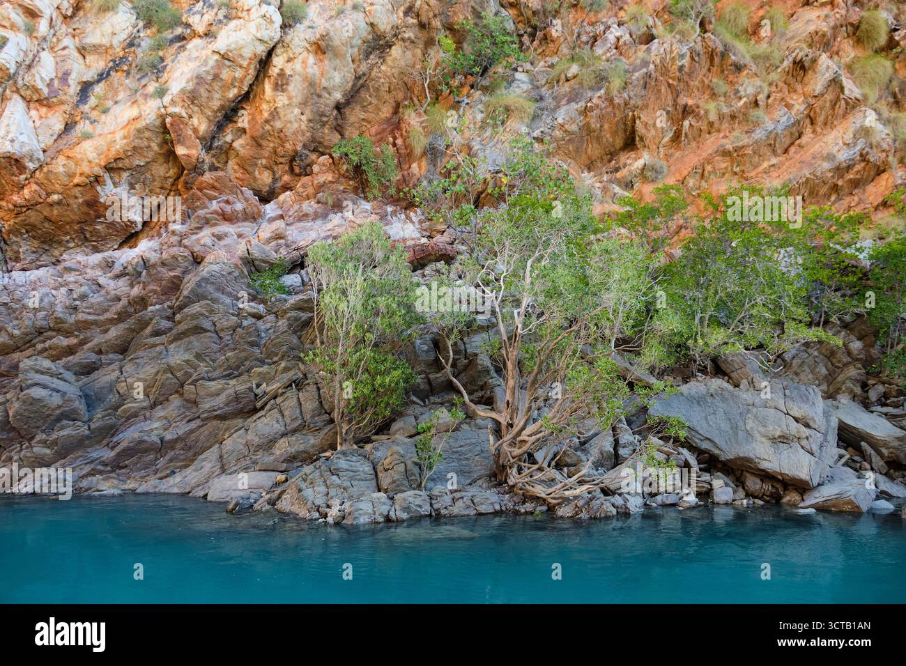 Das Leben entspringt den Felsen - Talbot Bay, WA, Australien Stockfoto