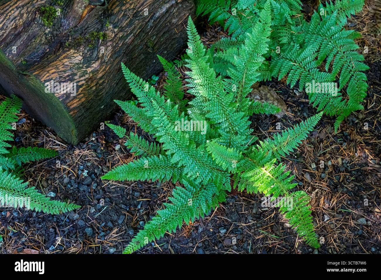 Bellevue, Washington, USA. Weicher Schildfarn (polystichum setiferum), der neben einem Baumstamm wächst Stockfoto