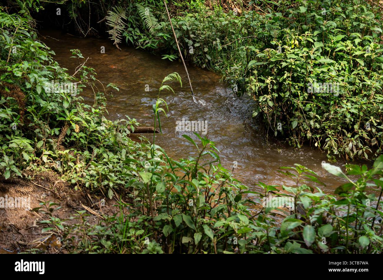 Ein sanfter Bach fließt durch üppiges Grün mit schlammigen Ufern und Pflanzen, die sich auf dem Pinheiro Velho Trail zum Wasser neigen und eine ruhige Waldszene schaffen. Stockfoto