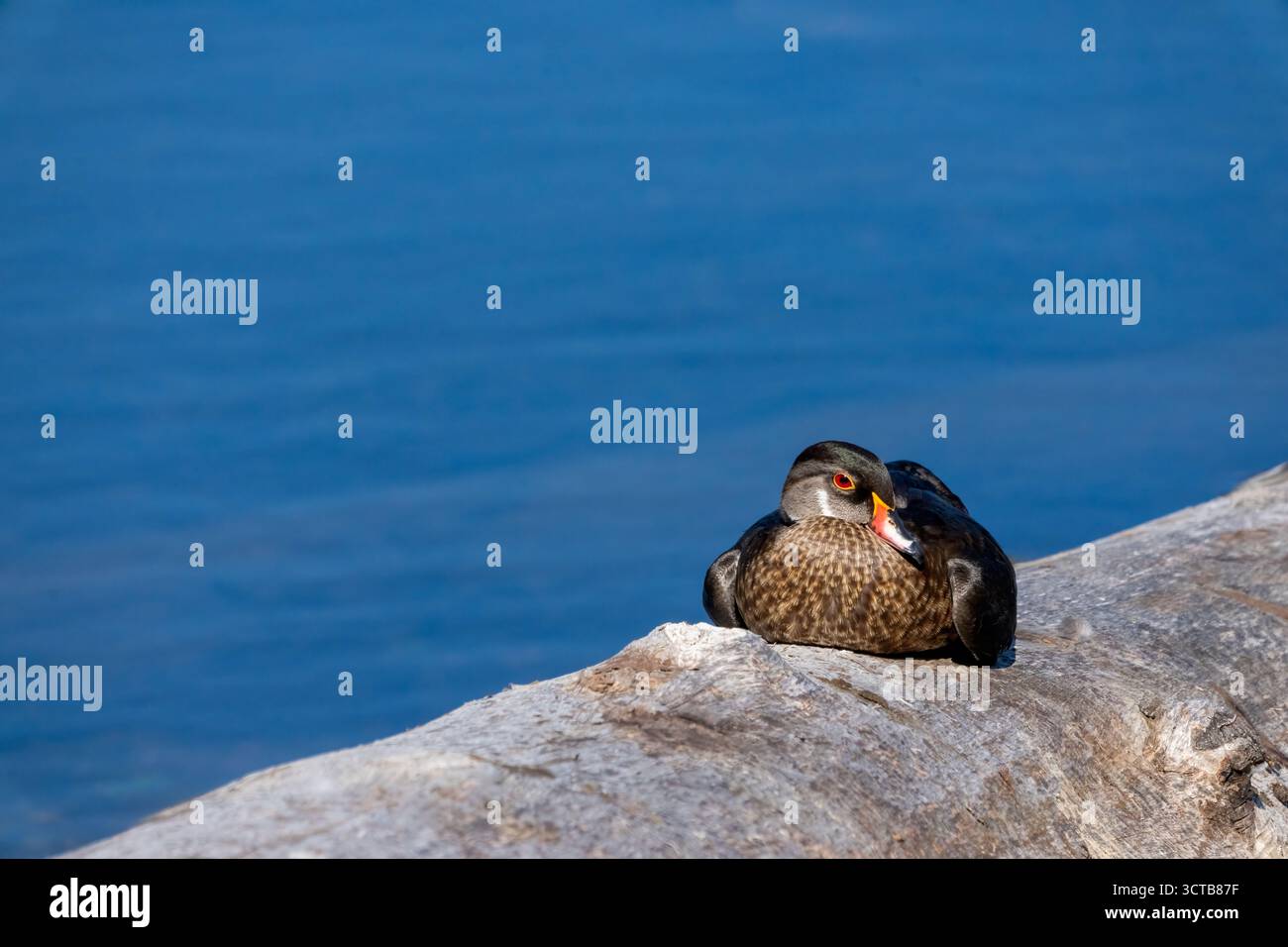 Juanita Bay Park, Kirkland, Washington, USA. Männliche Holzente mit nicht-brütendem Gefieder auf einem Baumstamm Stockfoto