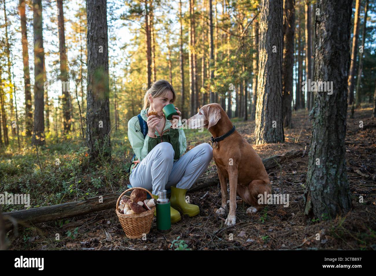 Eine ruhige Frau trinkt heißen Tee im Wald, während der treue Vizsla-Hund aufmerksam beim Betteln in der Nähe zusieht Stockfoto