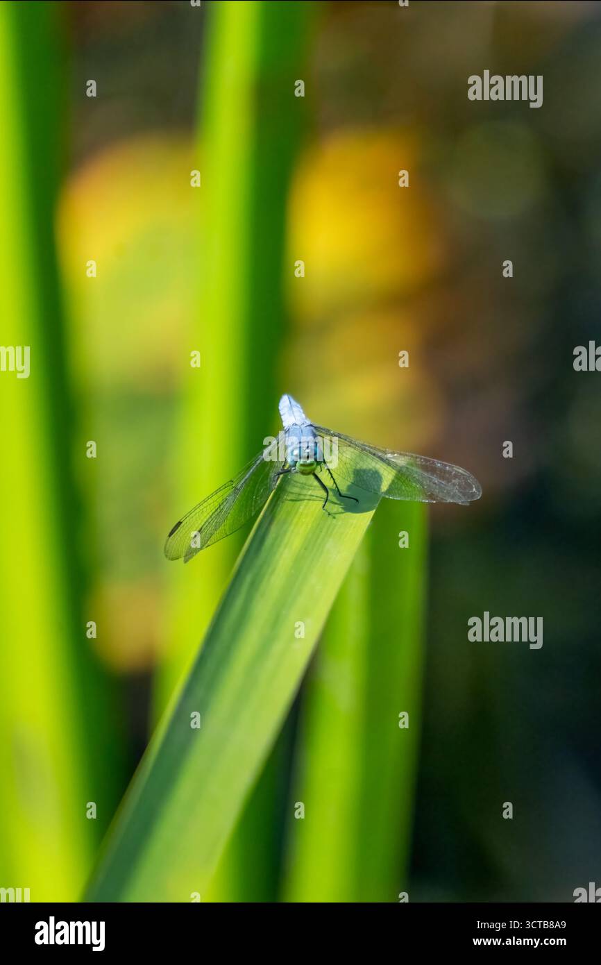 Juanita Bay Park, Kirkland, Washington, USA. Männliche Pondhawk Libellen (Erythemis simplicicollis) Stockfoto
