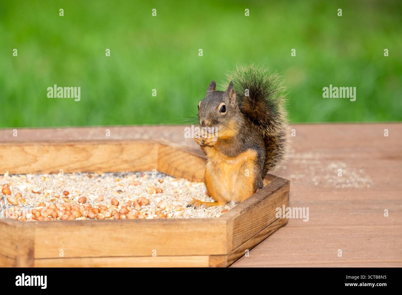 Issaquah, Washington, USA. Douglas Eichhörnchen essen von einem Plateauvogel, der auf Deck sitzt Stockfoto