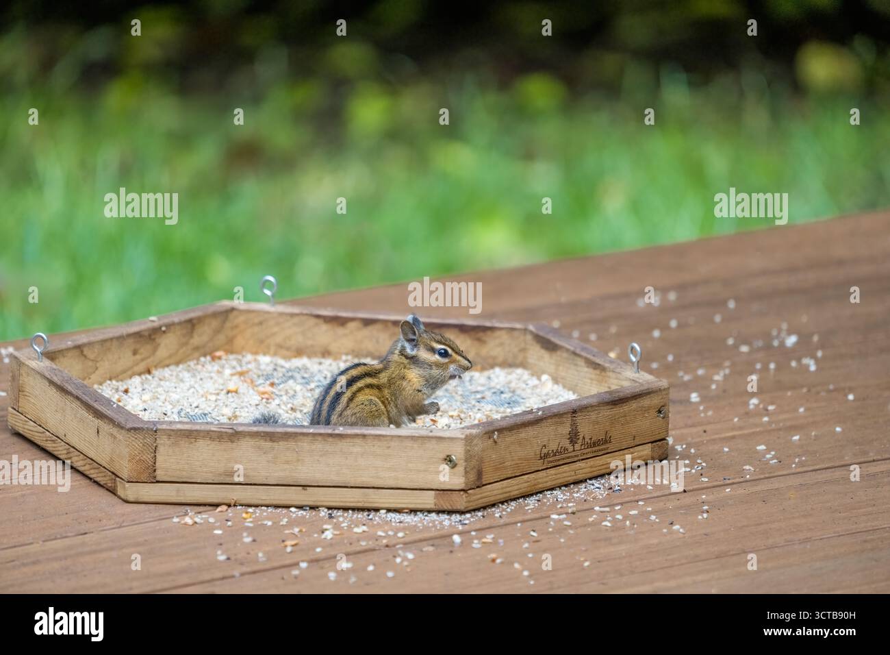 Issaquah, Washington, USA. Gelbkiefer-Chipmunk, der von einer Plattform aus Vogelfutter auf einem Deck isst Stockfoto
