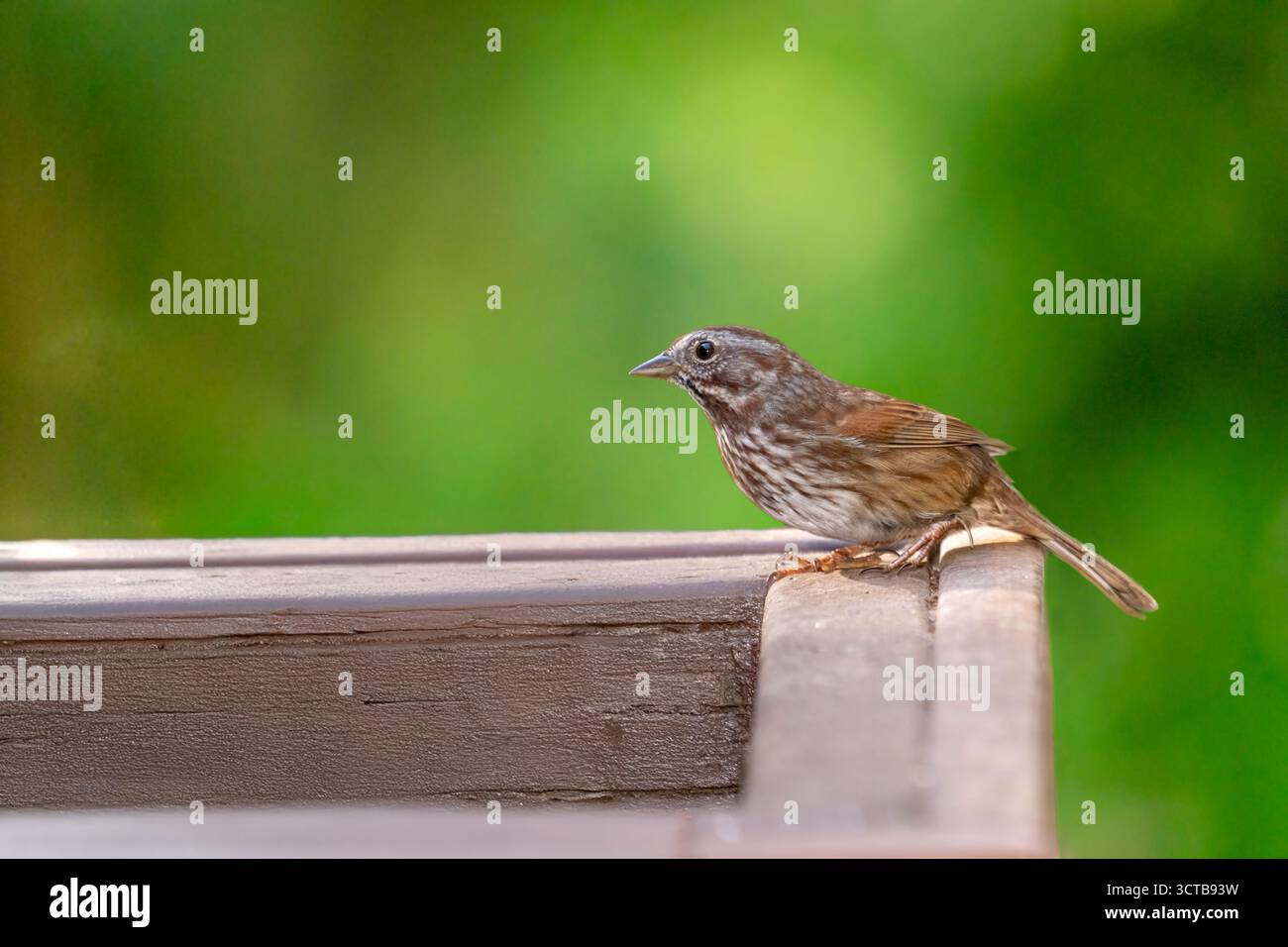 Issaquah, Washington, USA. Lied Sparrow steht am Rand einer leeren Blumenkasten Stockfoto