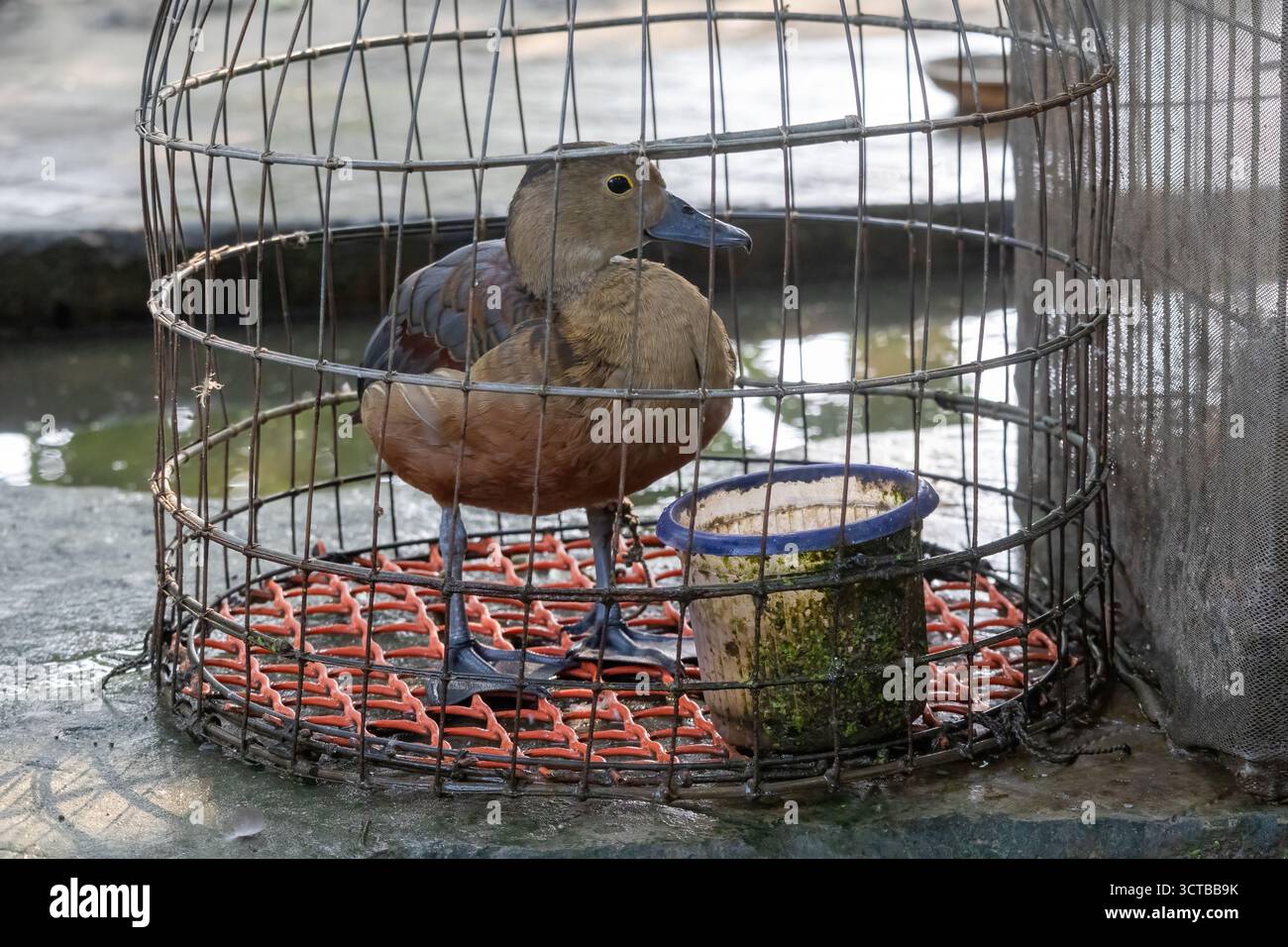 Liter Whistling Duck (Dendrocygna javanica), auch bekannt als Indian Whistling Duck oder Lesser Whistling Teal, in einem rustikalen Metallkäfig in einem Dorf Ho Stockfoto