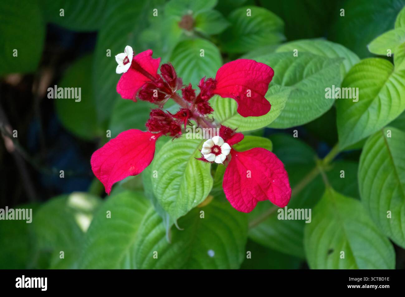 Leuchtend rote Blätter der Ashanti-Blume (Mussaenda erythrophylla). Nahaufnahme der tropischen Hundelholz- oder Red Flag Bush-Blüte auf einer Pflanze. Botanik Stockfoto