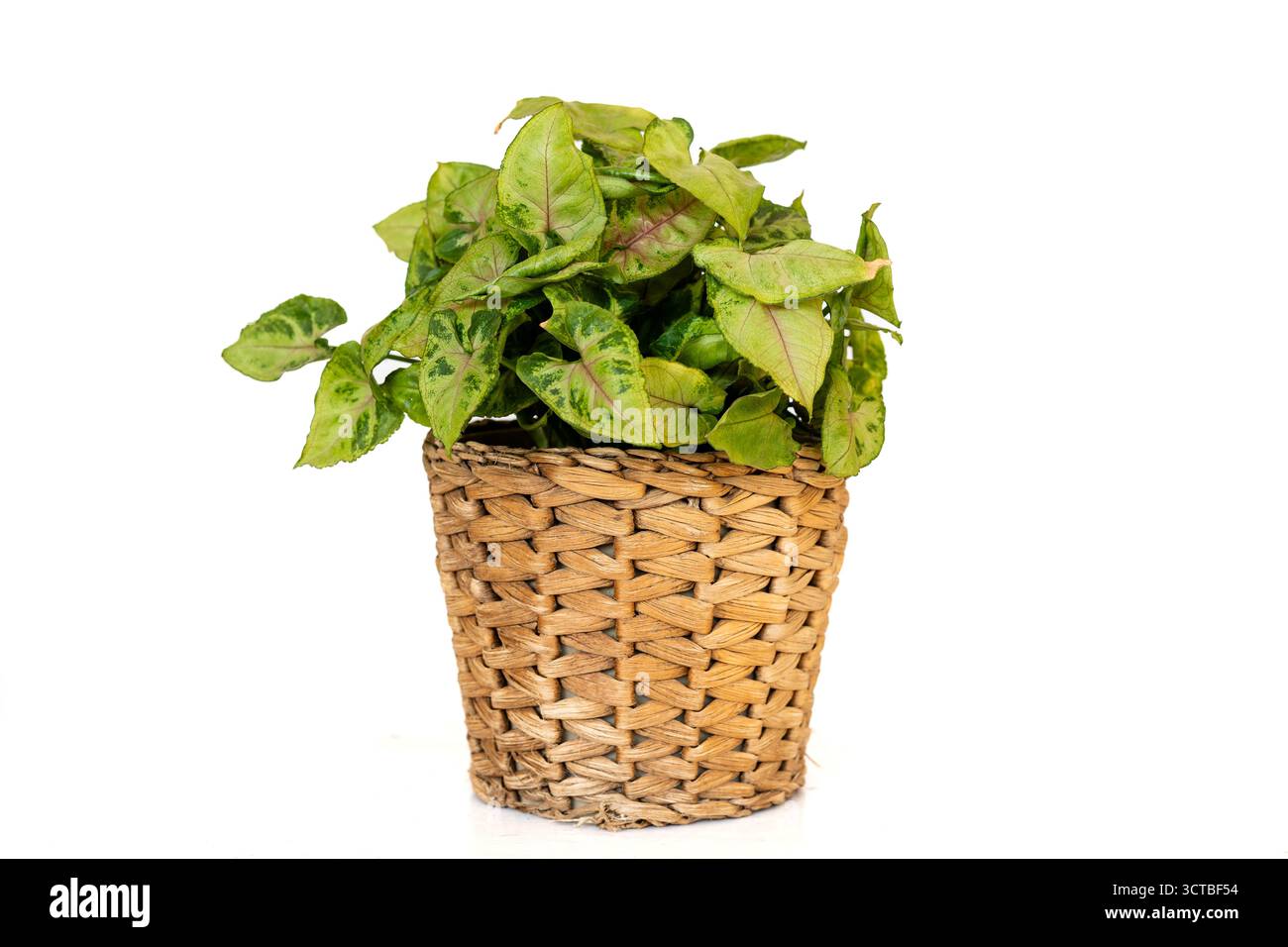 Syngonium Pixie Zwergpfeilspitze Pflanze isoliert auf weißem Hintergrund Stockfoto