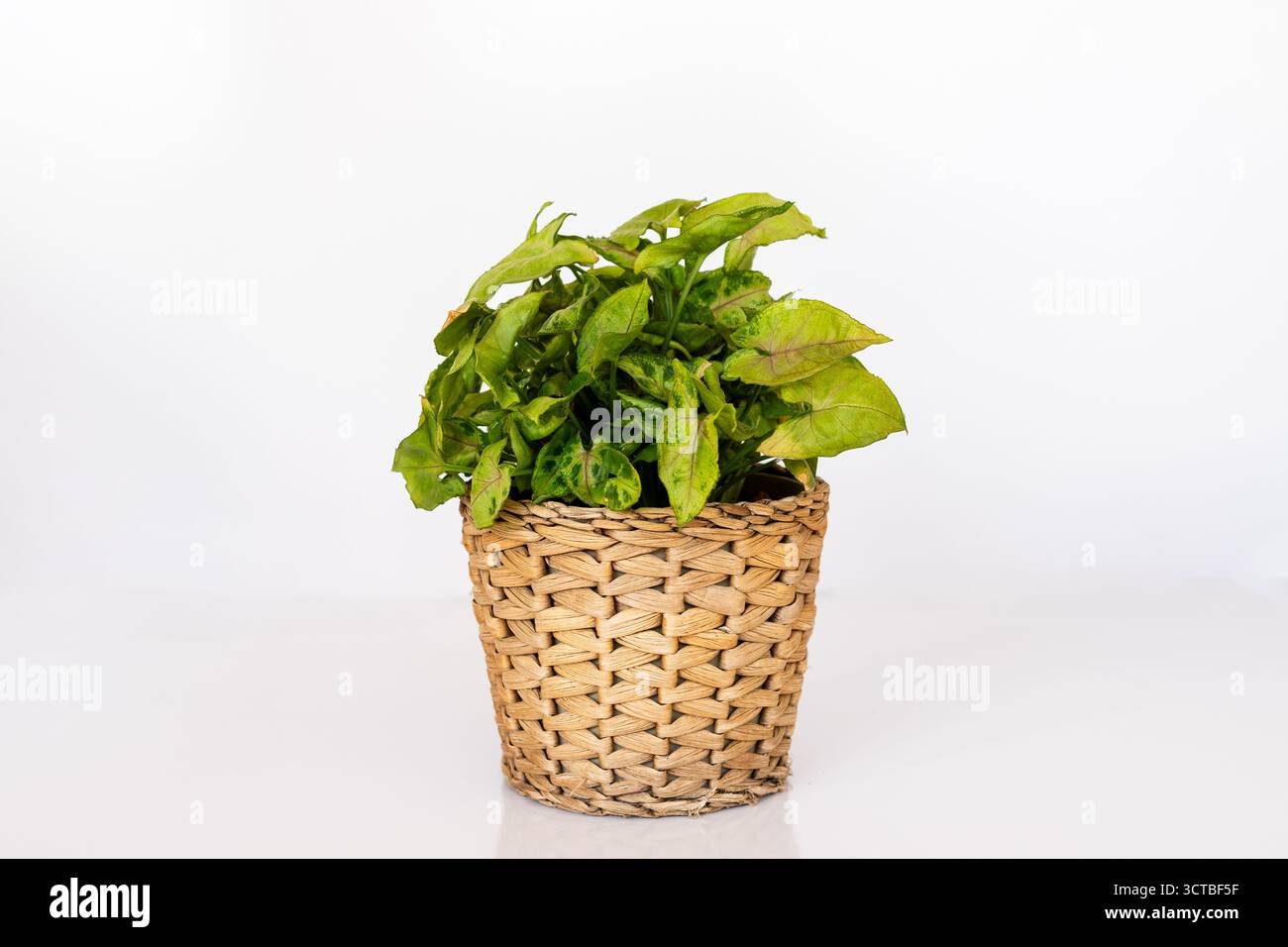 Syngonium podophyllum Gänsefuß-Pfeilspitze-Zimmerpflanze in gewebtem Korb auf weißem Hintergrund Stockfoto
