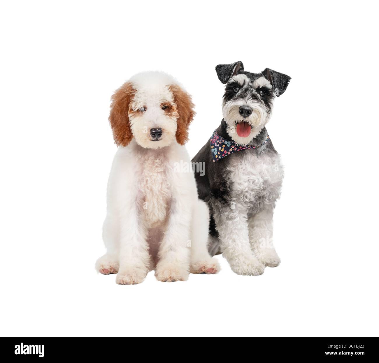 Rot-weißer Standard-Pudel-Welpe sitzt neben Miniatur-Schnauzer isoliert auf weißem Hintergrund Stockfoto