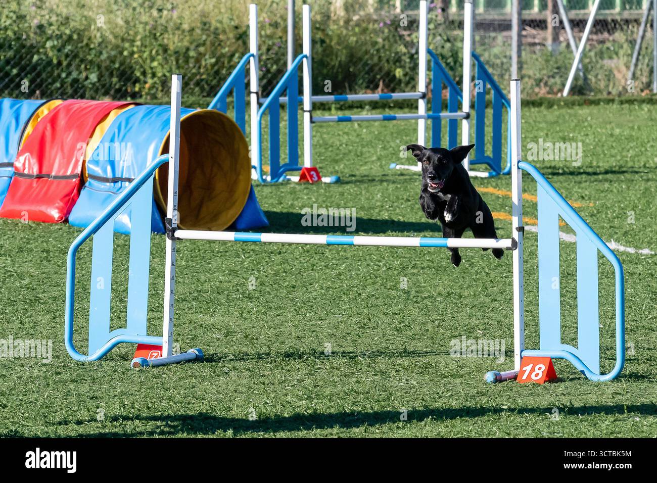 Ein schwarzer Hund springt anmutig über ein Hindernis auf einem Agility-Kurs in einem Park, während er trainiert und das Wetter genießt. Stockfoto