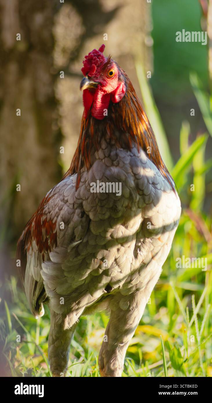 Ein braun-graues Huhn, beleuchtet von warmer Morgensonne in einer ländlichen Umgebung mit natürlichem Hintergrund. Stockfoto