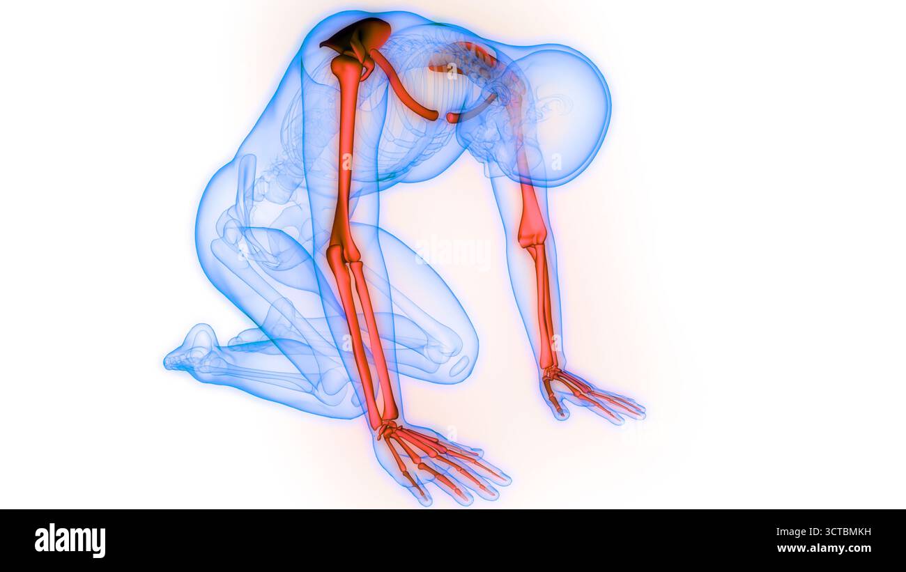 Menschliches Skelett-System Anatomie Der Oberen Extremitäten Der Knochengelenke Stockfoto