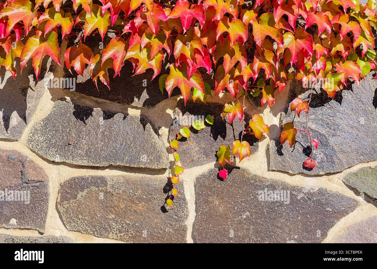 Herbstfeu auf Steinmauer. Lebendige rote, orange und gelbe Blätter mit rustikaler Textur für redaktionelle, Design- und kommerzielle Projekte. Ultrahohe Auflösung Stockfoto