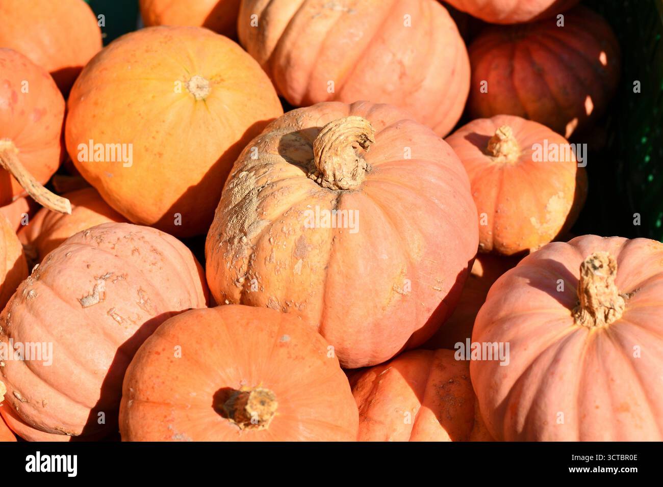 Pastellrosafarbene Kürbisse in der Kiste „Miss Sophie Pink“ Stockfoto