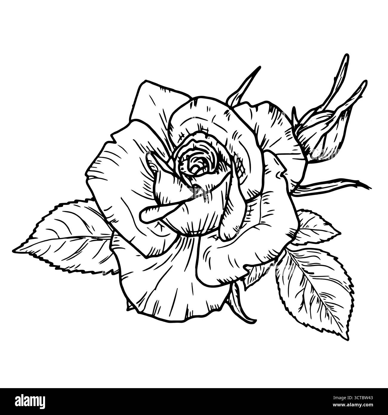 Eine Rose mit Knospen und Blättern, eine Gartenblume, eine schwarz-weiße Skizze. Vektorabbildung. Eine Blume mit zarten Blütenblättern, isoliert auf weißem Hintergras Stock Vektor