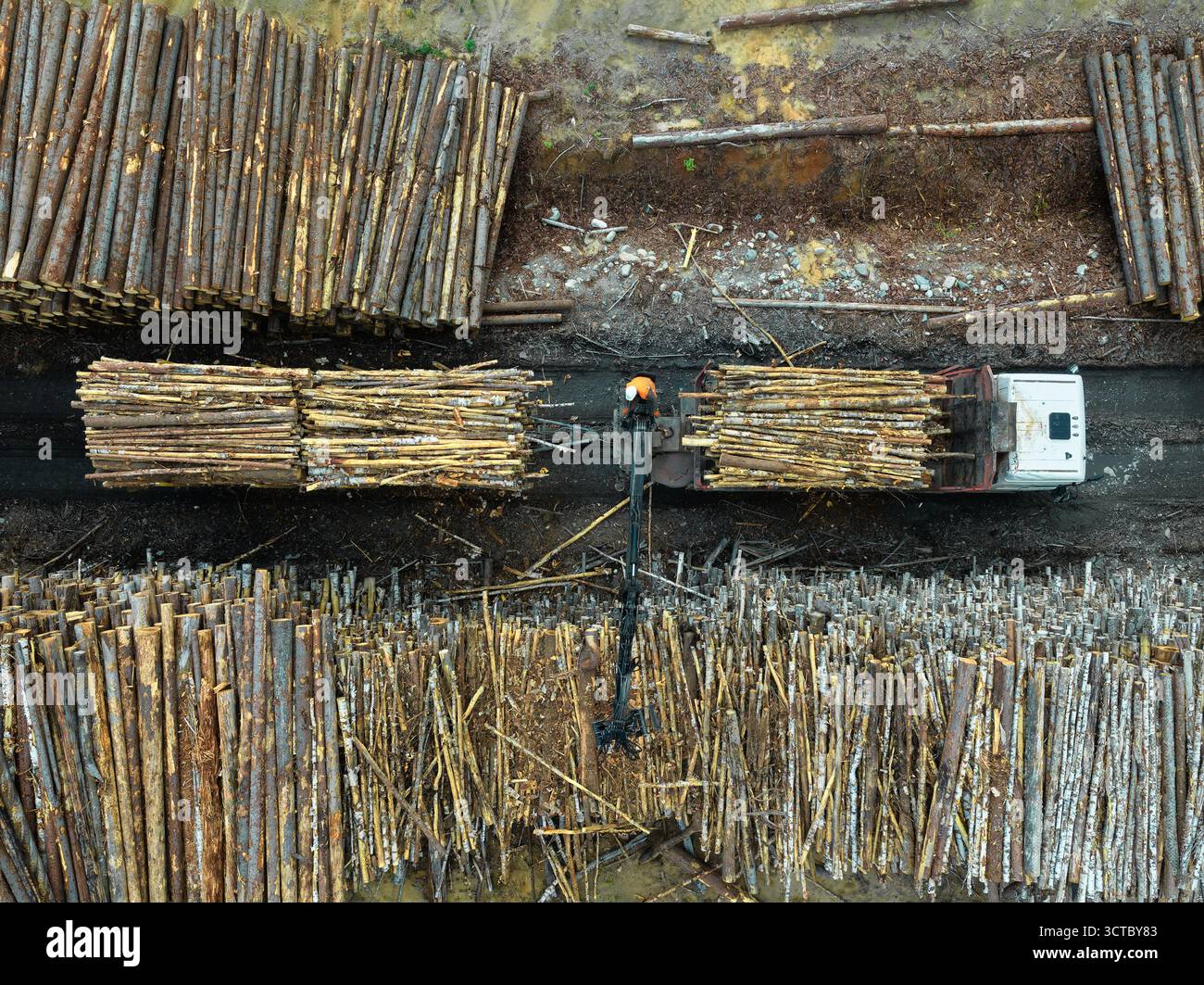 Holzlagerbereich mit LKW-Ladestämmen von einem Stapel auf einem provisorischen Holzplatz bei Tageslicht Stockfoto