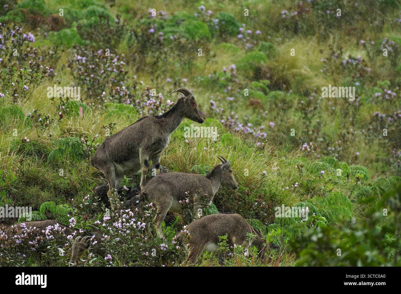 Die vom Aussterben bedrohten Nilgiri Tahr grasen inmitten seltener Neelakurinji-Blüten in sanftem Regen, ein poetischer Blick auf die wilde Schönheit und flüchtige Harmonie der Western Ghats. Stockfoto