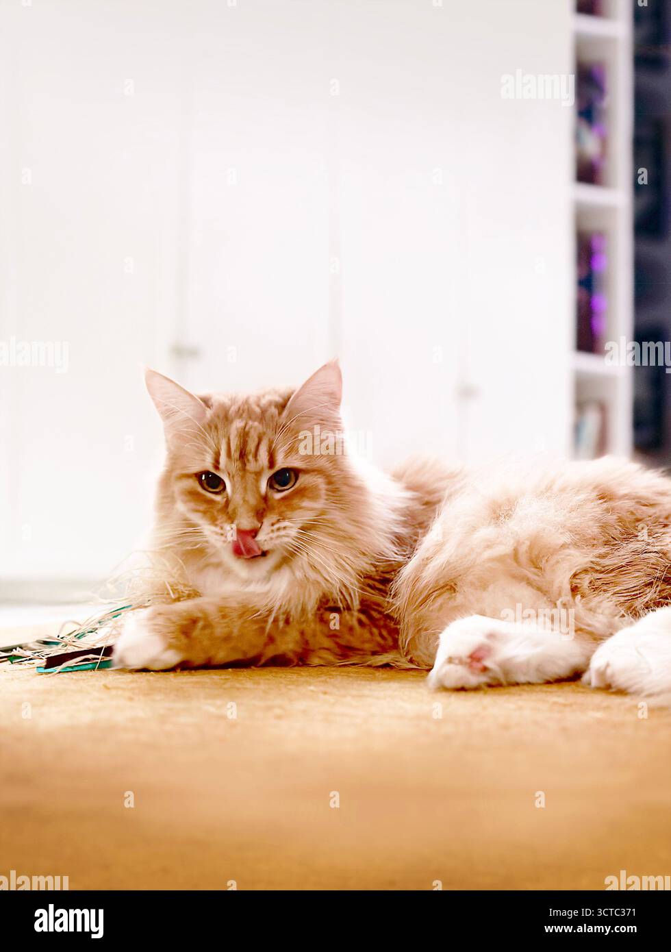 Die norwegische Waldkatze kühlt auf dem Boden und streckt die Zunge heraus. Stockfoto