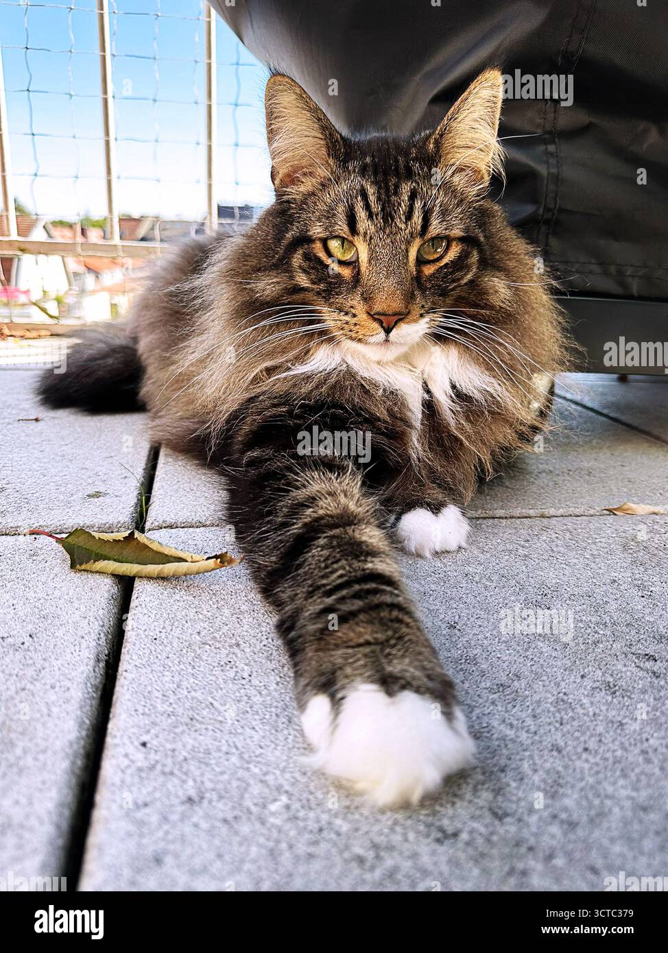 Die norwegische Waldkatze kühlt auf dem Balkon. Stockfoto