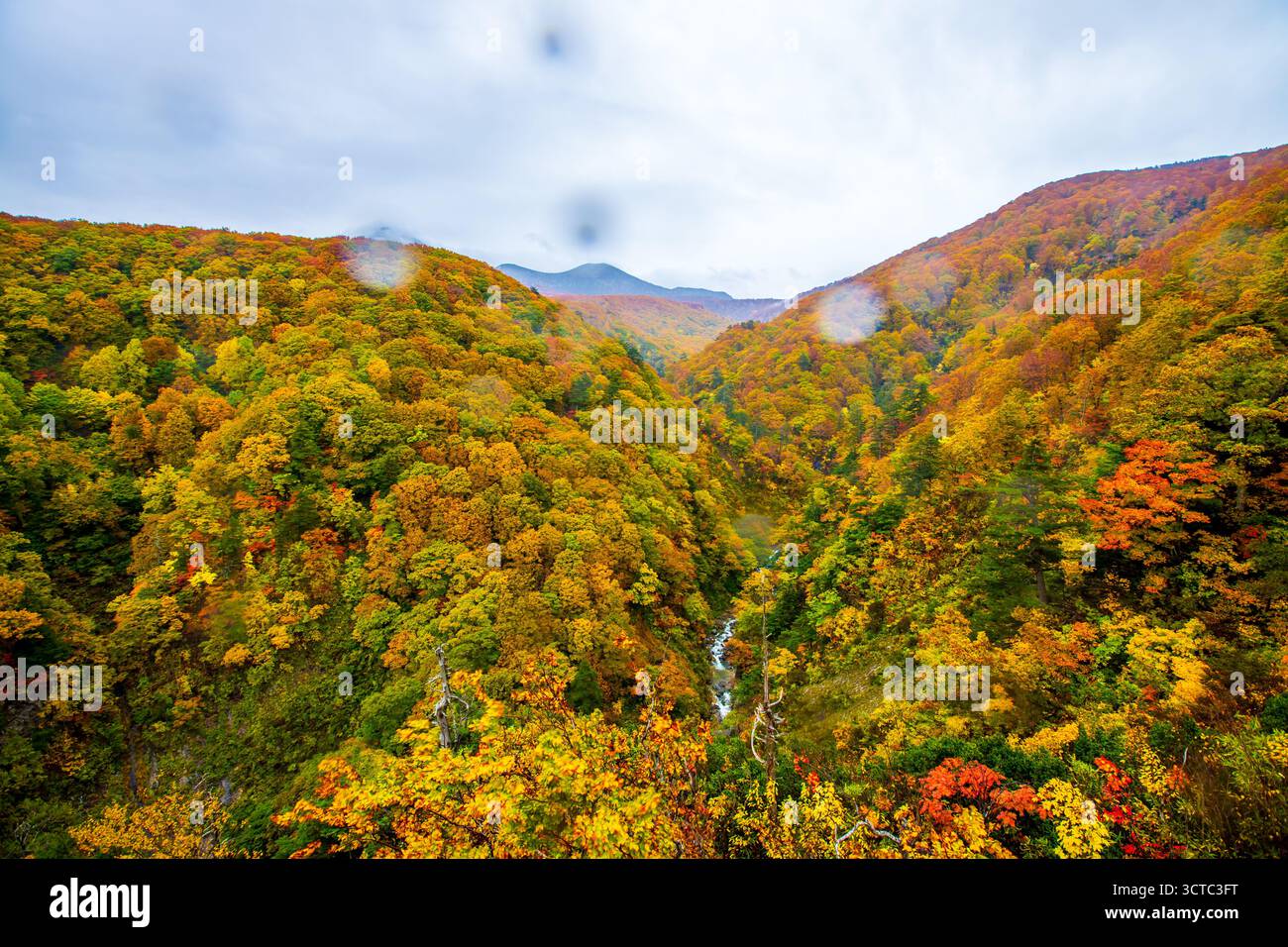 Herbstlaub an der Jogakura-Brücke in der Präfektur Aomori Stockfoto