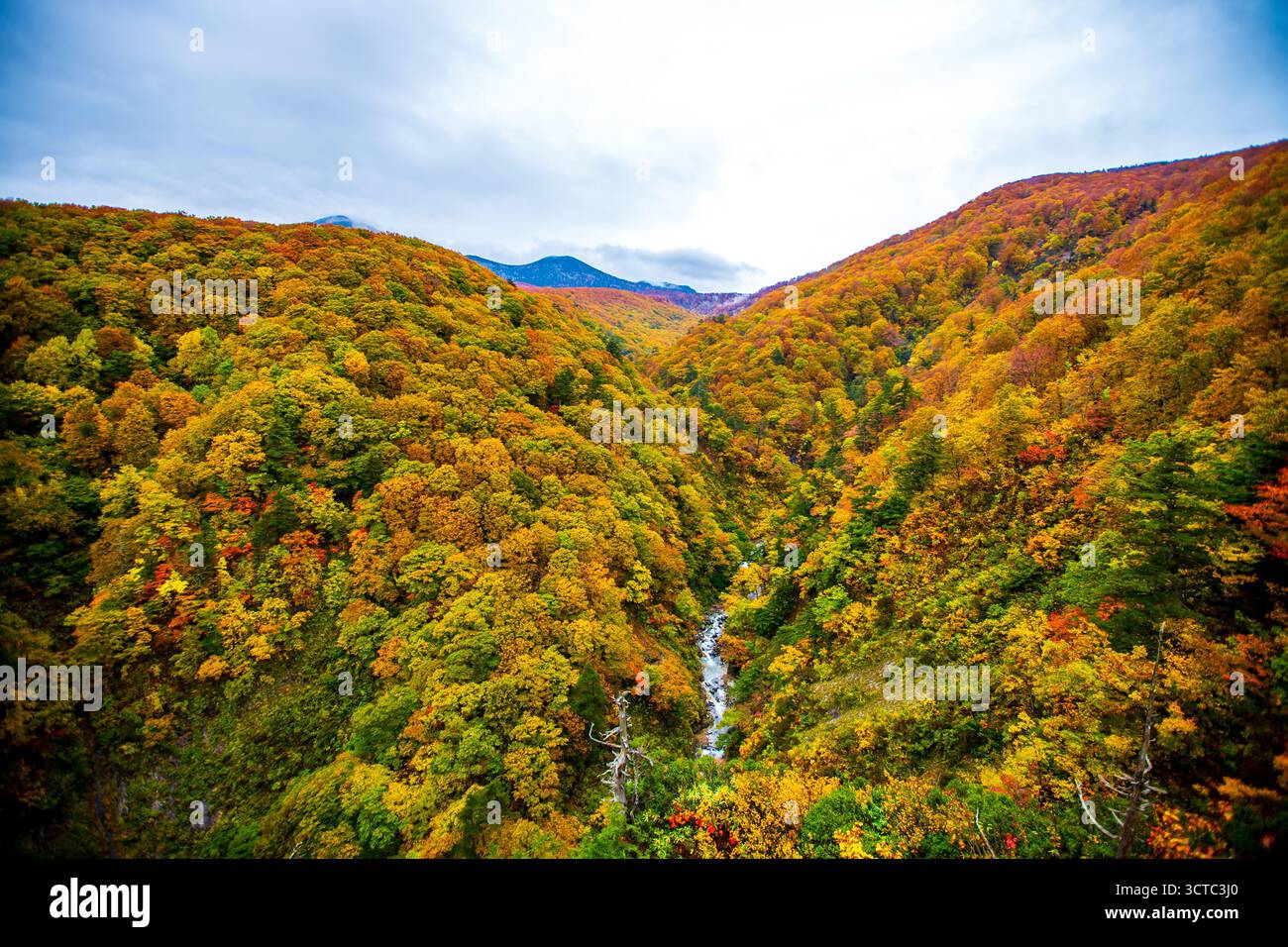 Herbstlaub an der Jogakura-Brücke in der Präfektur Aomori Stockfoto