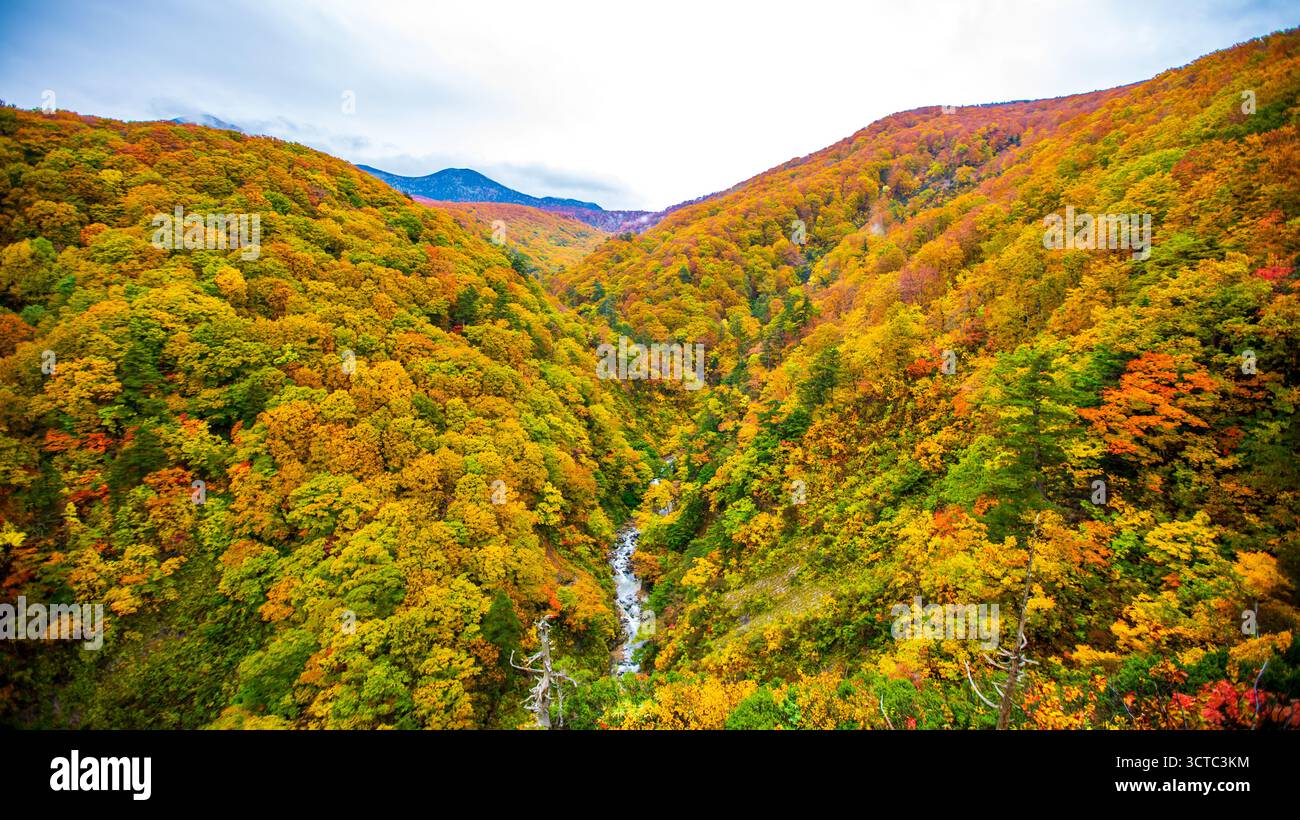 Herbstlaub an der Jogakura-Brücke in der Präfektur Aomori Stockfoto
