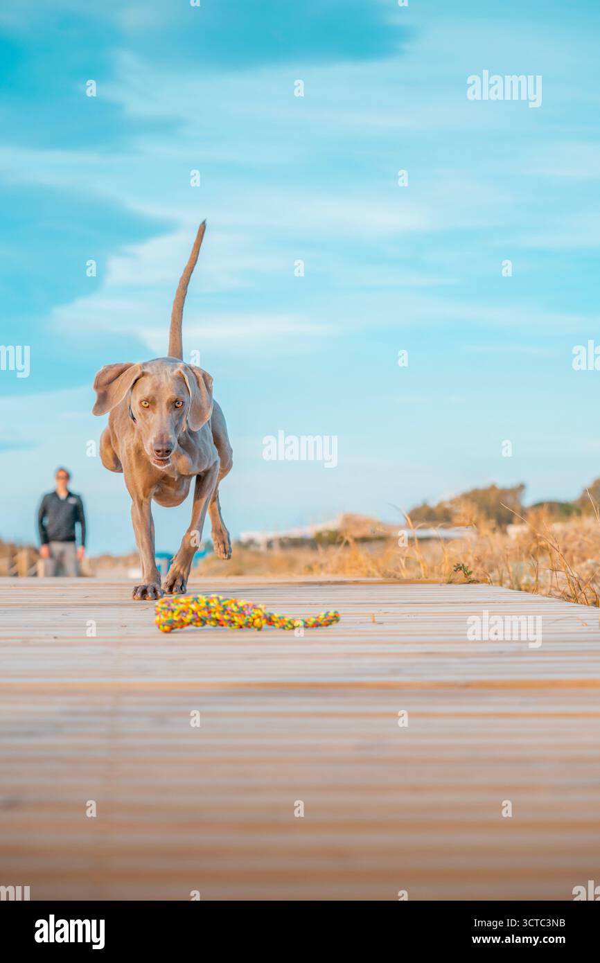 Ein wunderschöner Weimaranerhund, der direkt auf einem Holzsteg in Richtung Kamera läuft, fokussiert auf ein farbenfrohes Seilspielzeug, mit verschwommenem Hintergrund Stockfoto