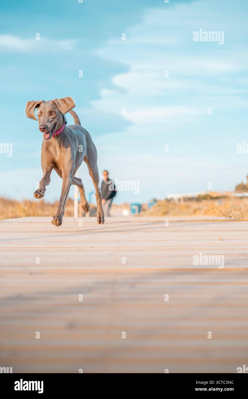 Ein junger Weimaranerhund, der vor Freude auf einer hölzernen Strandpromenade läuft und hüpft, während er sich im Hintergrund mit seinem Besitzer im Freien sportlich betätigen kann Stockfoto