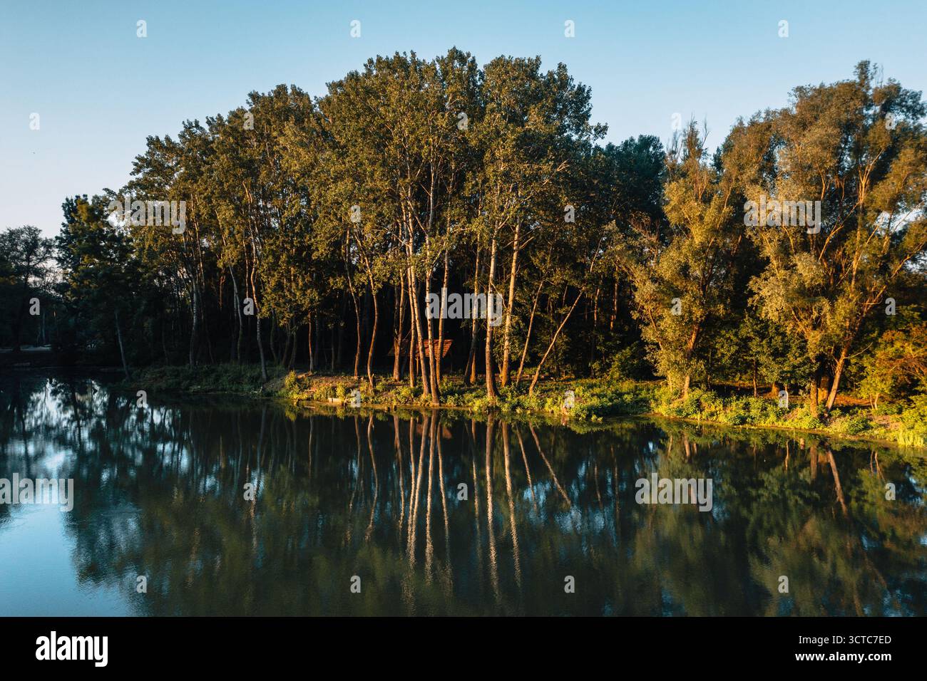 Aus der Vogelperspektive sehen Bäume mit üppigem Laub, die Spiegelbilder auf den stillen Gewässern des Flusses werfen, eine ruhige Landschaft, Vukovar, Komitat Vukovar-Srijem, Kroatien. Stockfoto