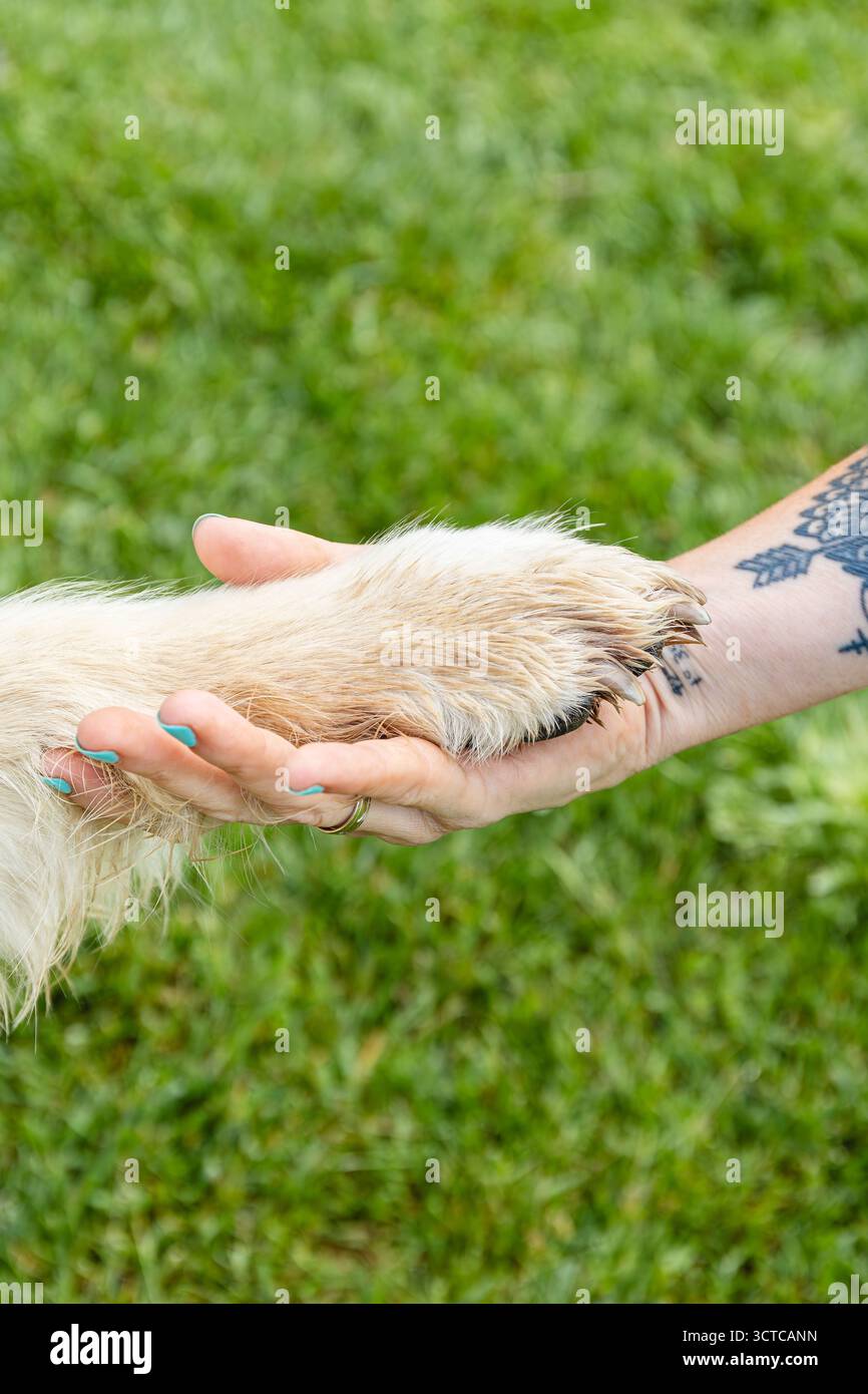 Nahaufnahme einer Frau, die Hundepfote über grünem Gras hält. Lifestyle. Tiere. Stockfoto
