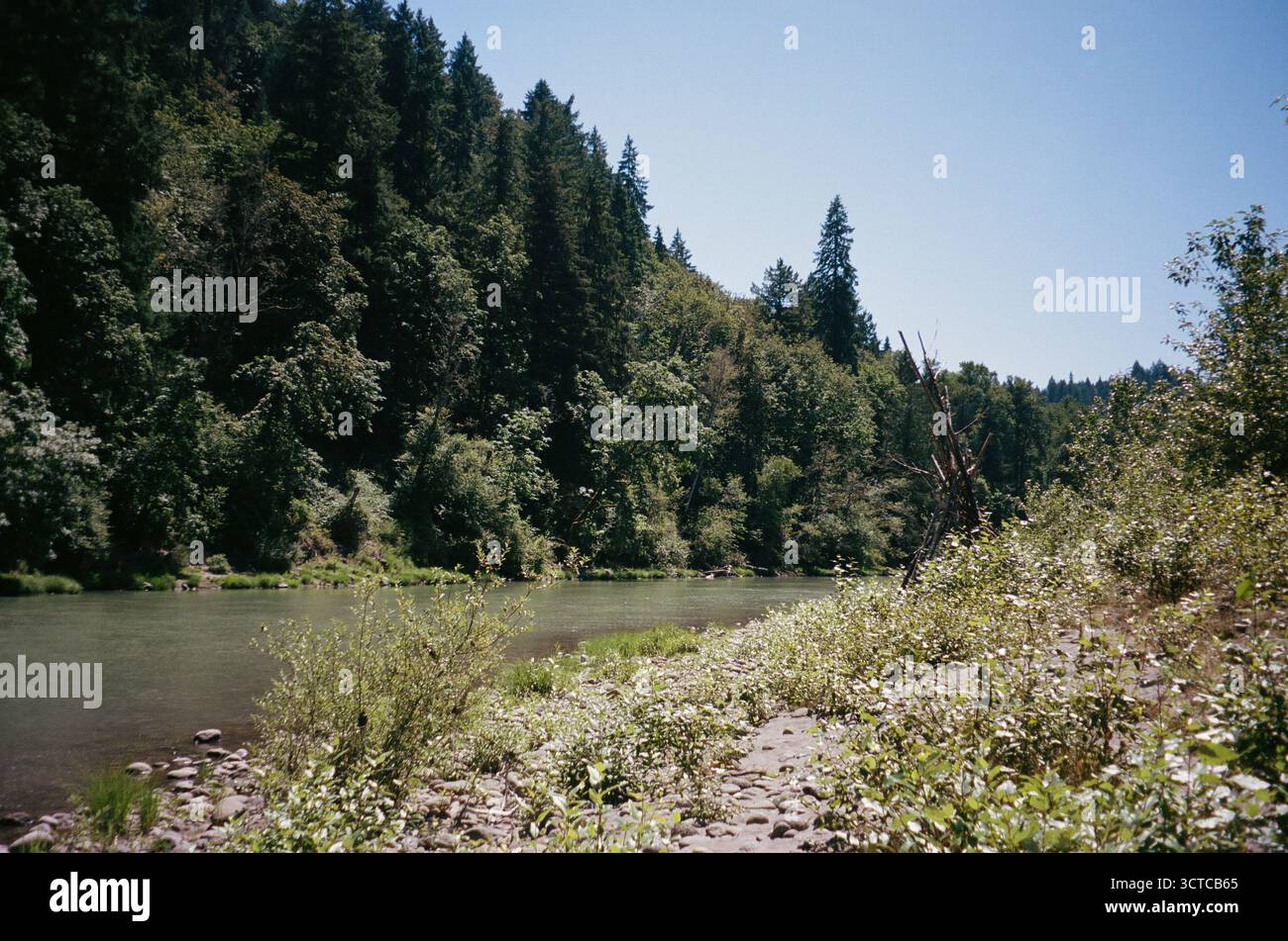 Ein friedliches Waldufer unter klarem blauem Himmel Stockfoto
