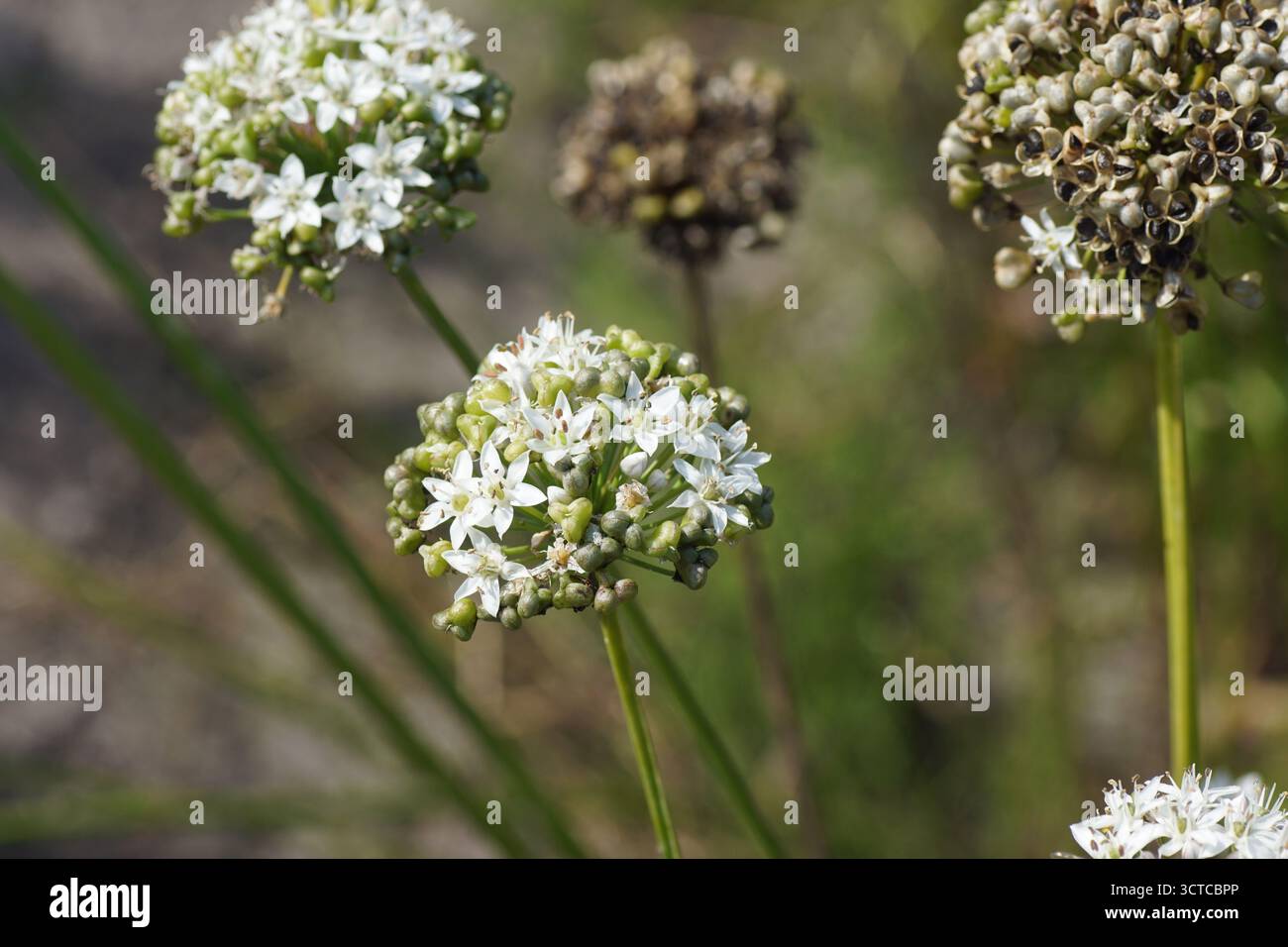 Blüten und Samen von Allium tuberosum (Knoblauchlauchbläschen, orientalischer Knoblauch, asiatischer Schnittlauch, chinesischer Schnittlauch, chinesischer Lauch). Oktober, Niederlande. Stockfoto