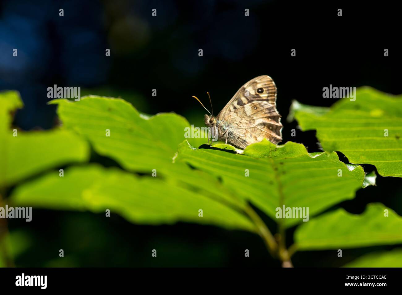 Gewöhnlicher brauner Schmetterling (Aphantopus hyperantus), der im Sonnenlicht im Wald auf Buchenblatt sitzt, Schmetterling auf grünem Blatt ruht Stockfoto
