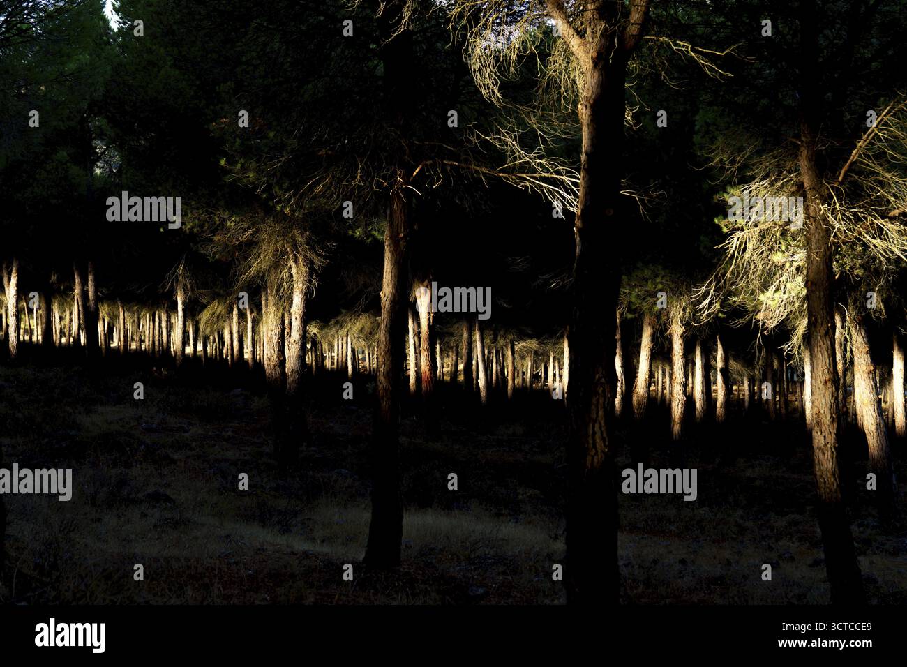 Tannenstämme, beleuchtet von einem geheimnisvollen goldenen Licht in einem dunklen Wald bei Nacht in ronda, malaga, spanien Stockfoto