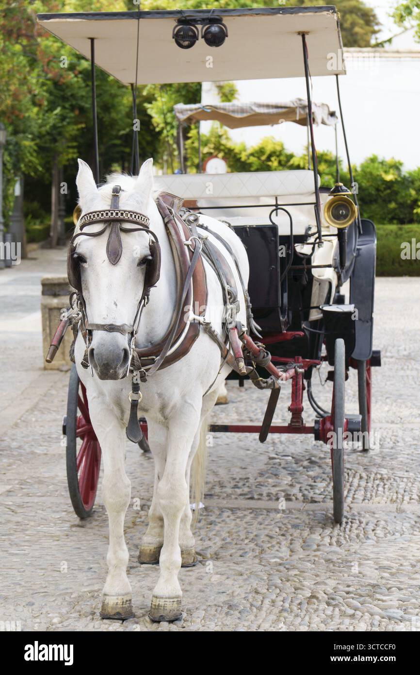 Weißes Pferd, das an einer Kutsche auf einer alten Kopfsteinpflasterstraße in ronda, malaga, spanien, steht Stockfoto