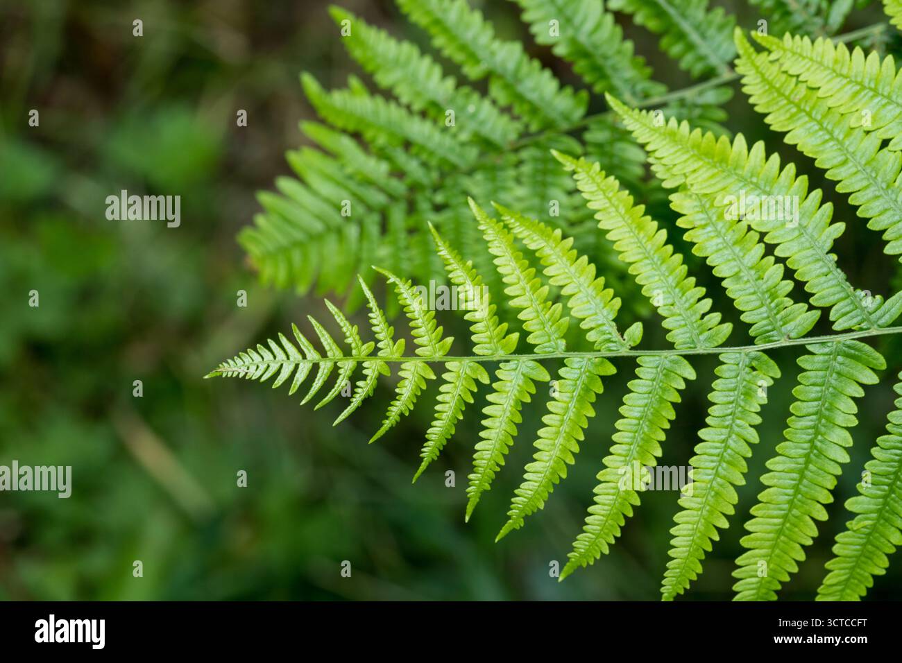 Detaillierte Nahaufnahme des Pflanzenmusterhintergrunds, Farnblätter Nahaufnahme, Farnmuster Blätter in der Natur, grüner Natur Hintergrund im Wald Stockfoto